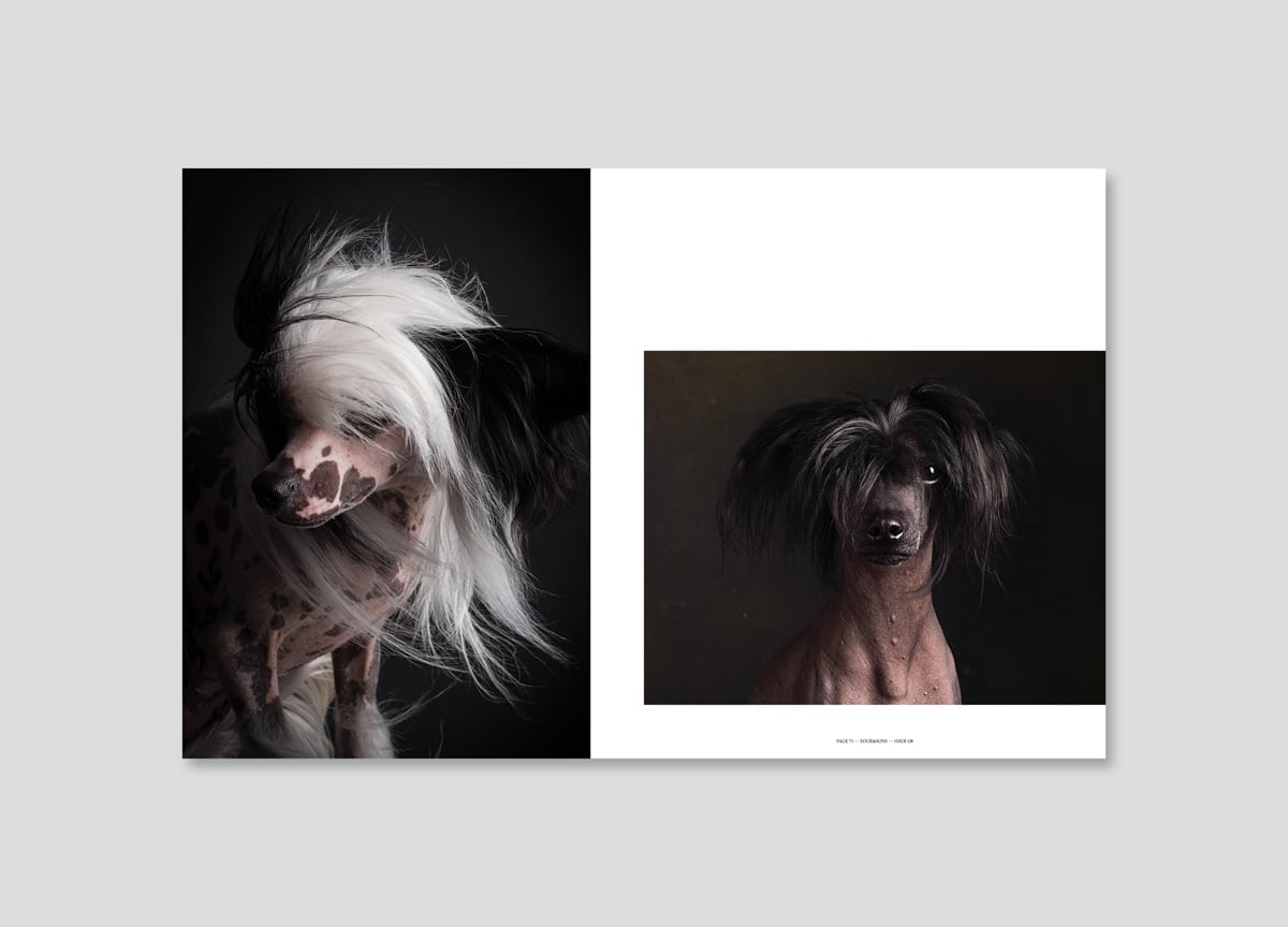 four-and-sons-magazine-bald-dogs